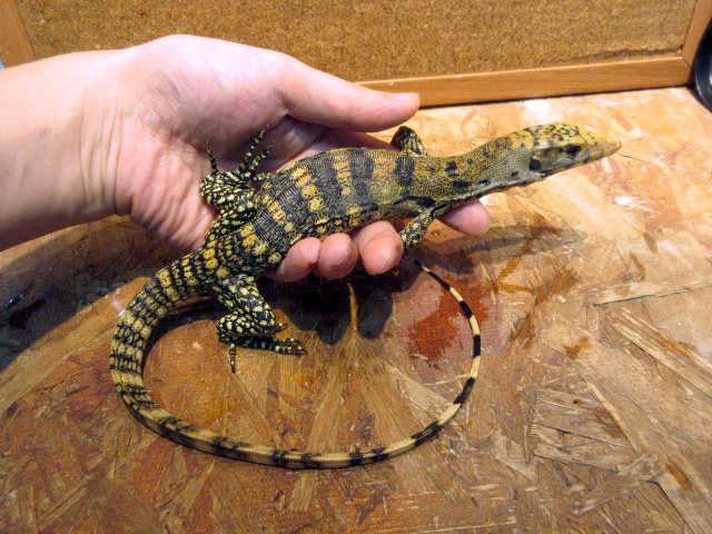 サルファモニター(12)