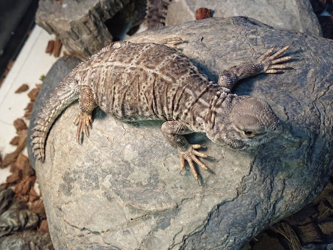 オビトゲオアガマ(10)