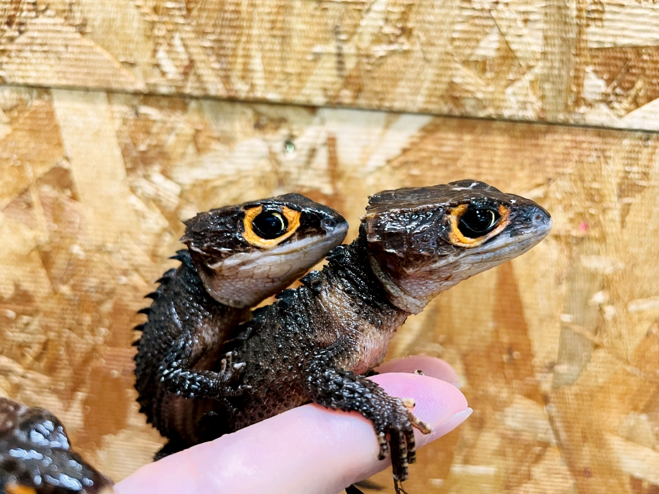 アカメカブトトカゲ(8)