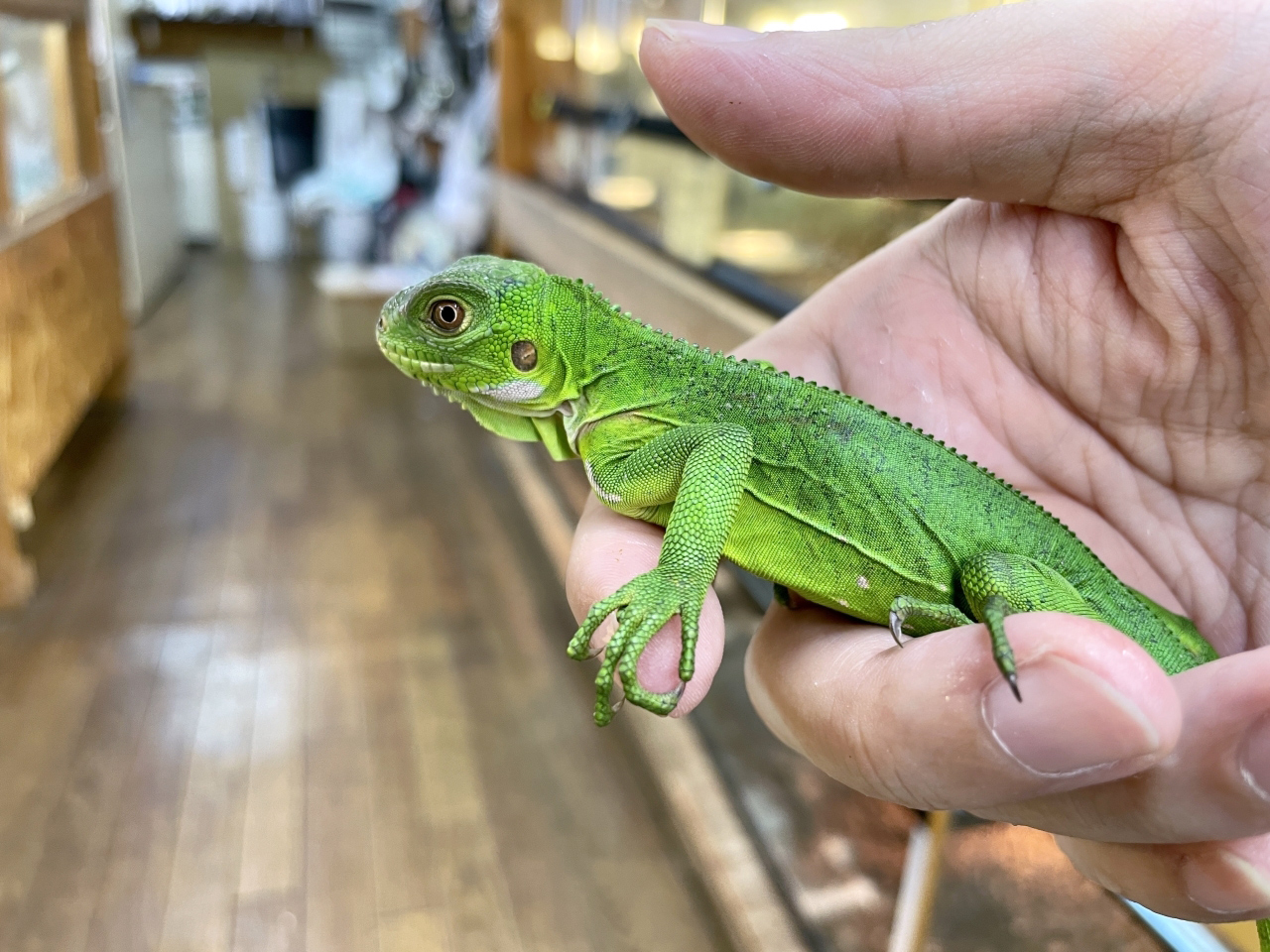 レッサーアンティルイグアナ(2)