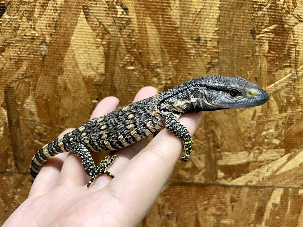 アフリカンロックモニター（ノドジロ）(4)