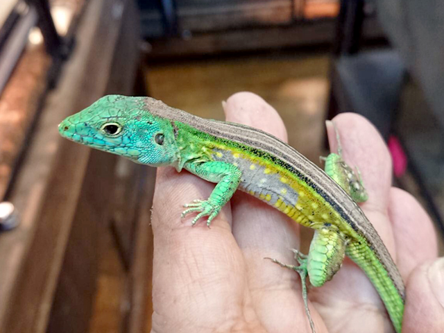 リボンハシリトカゲ(1)