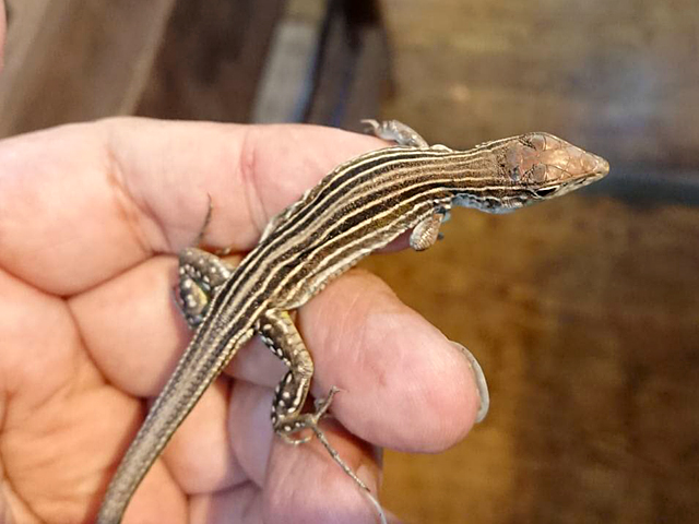 リボンハシリトカゲ(2)