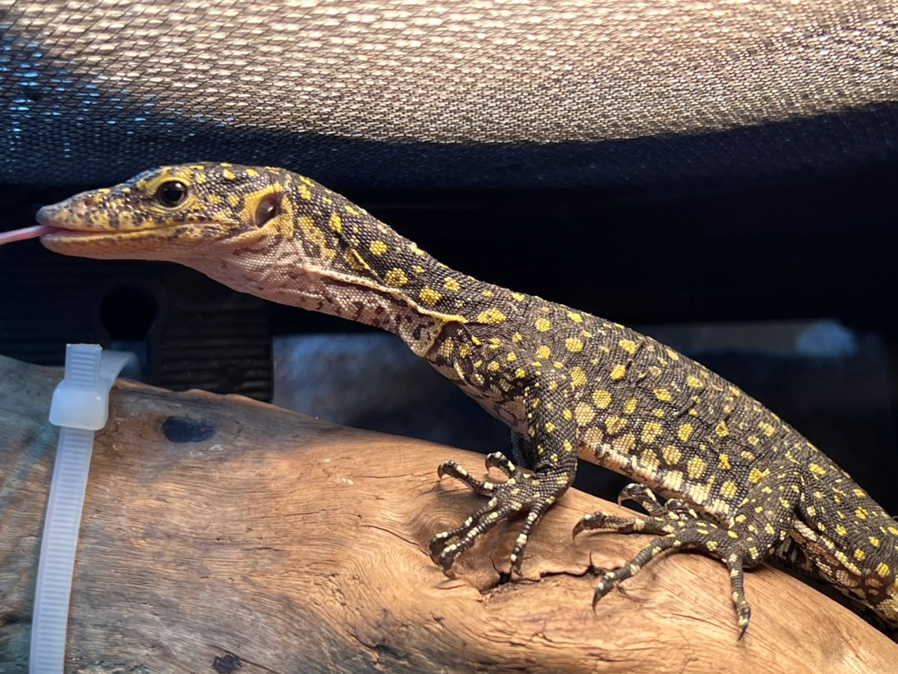 カイケチルモニター(6)