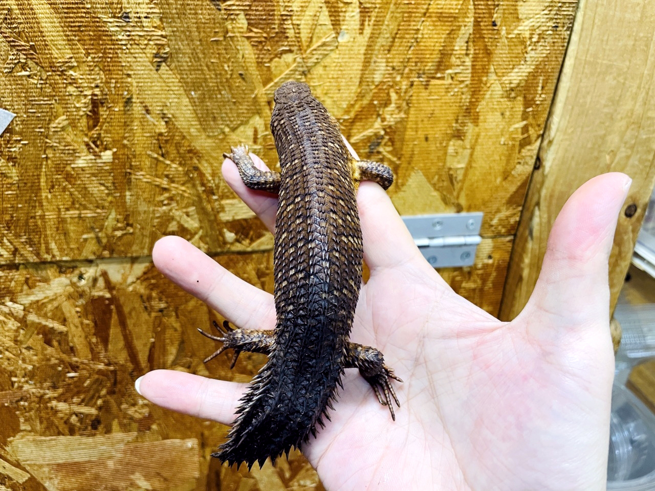 ストケスイワトカゲ(6)