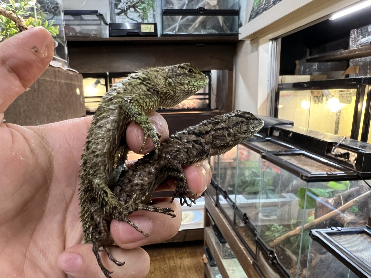 マラカイトハリトカゲ(8)