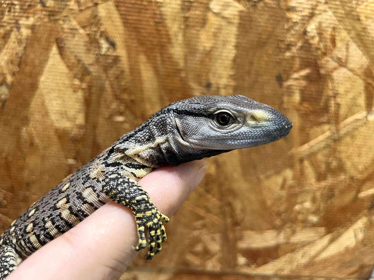 アフリカンロックモニター（ノドジロ）(6)