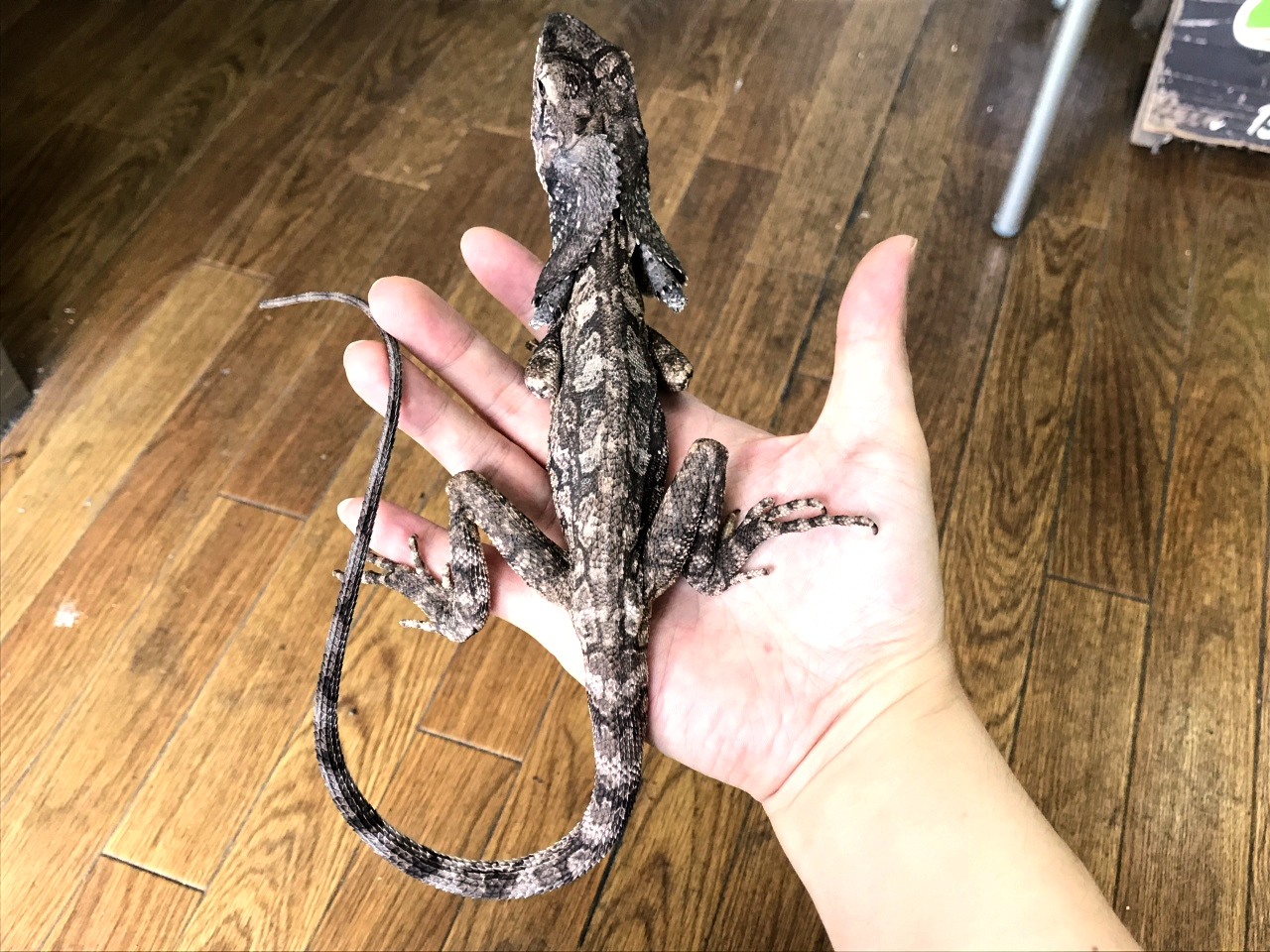 エリマキトカゲ(5)