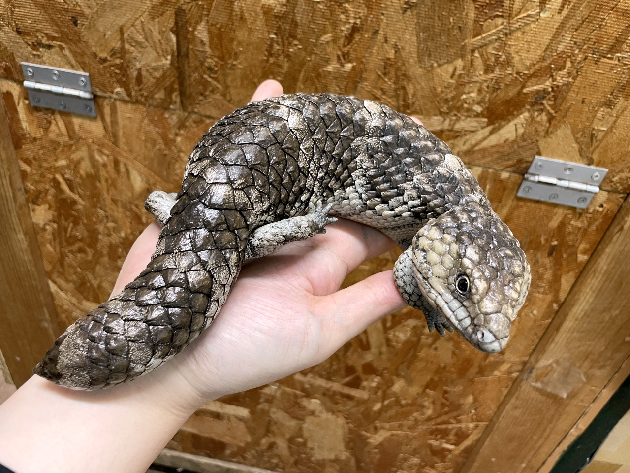 ニシマツカサトカゲ(7)