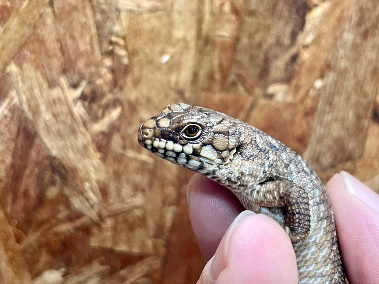 ストケスイワトカゲ(12)