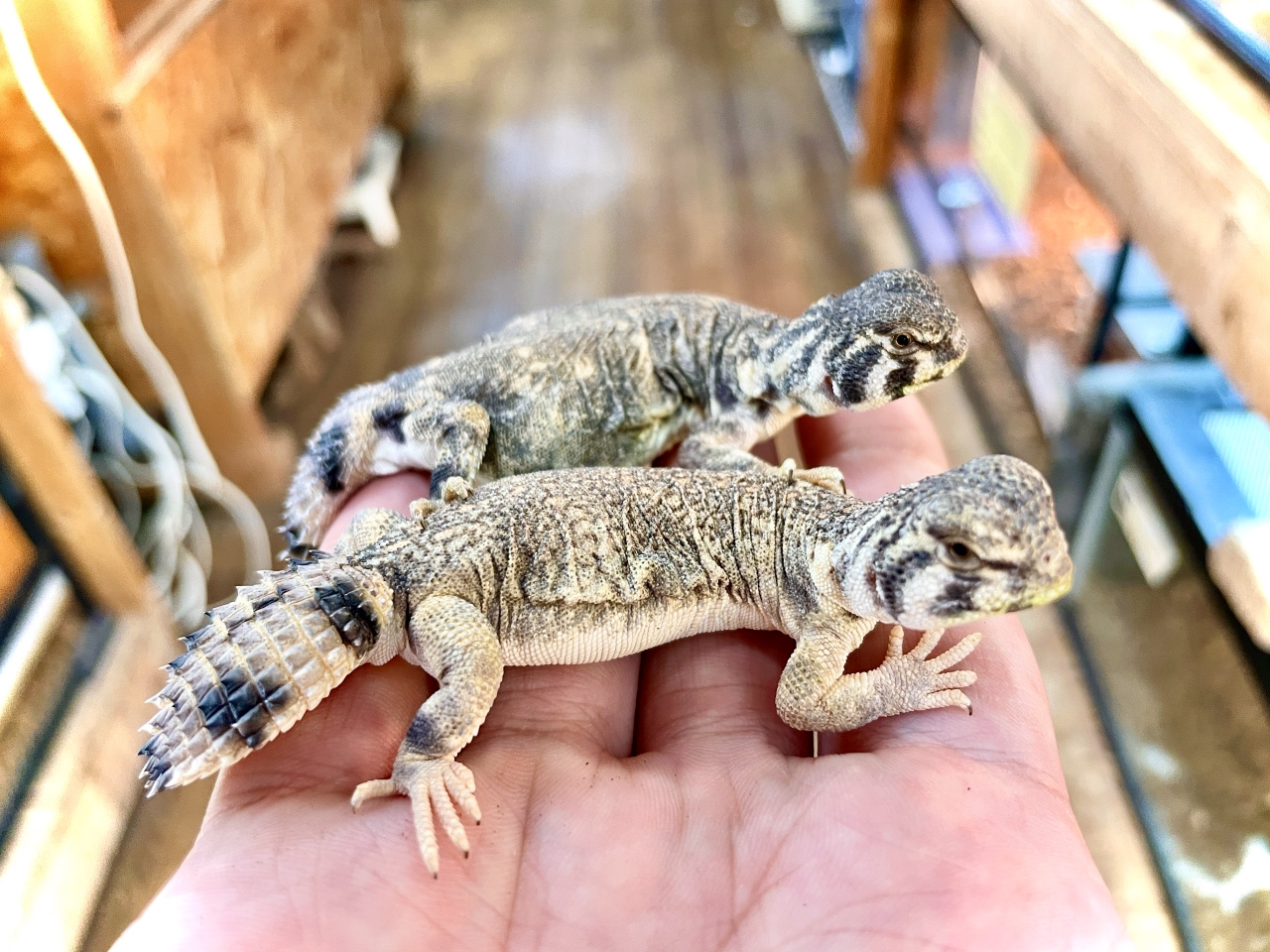 トーマストゲオアガマ(5)