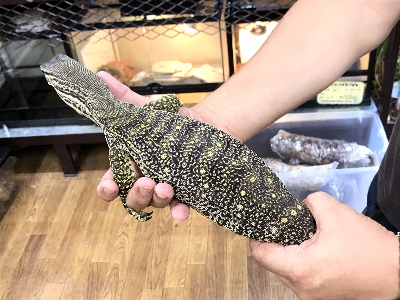 グールドモニター(2)