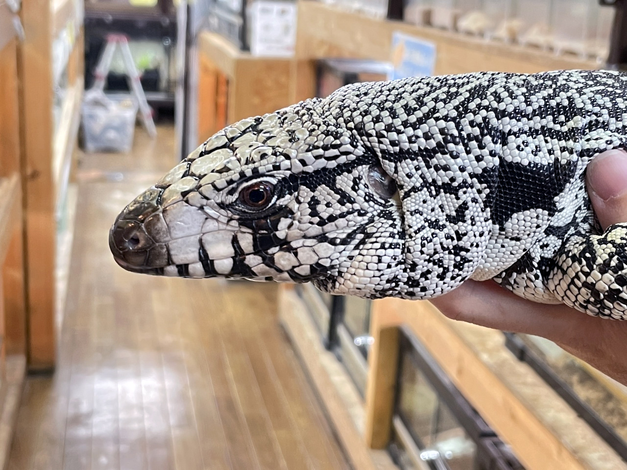 アルゼンチンブラックアンドホワイトテグー(9)