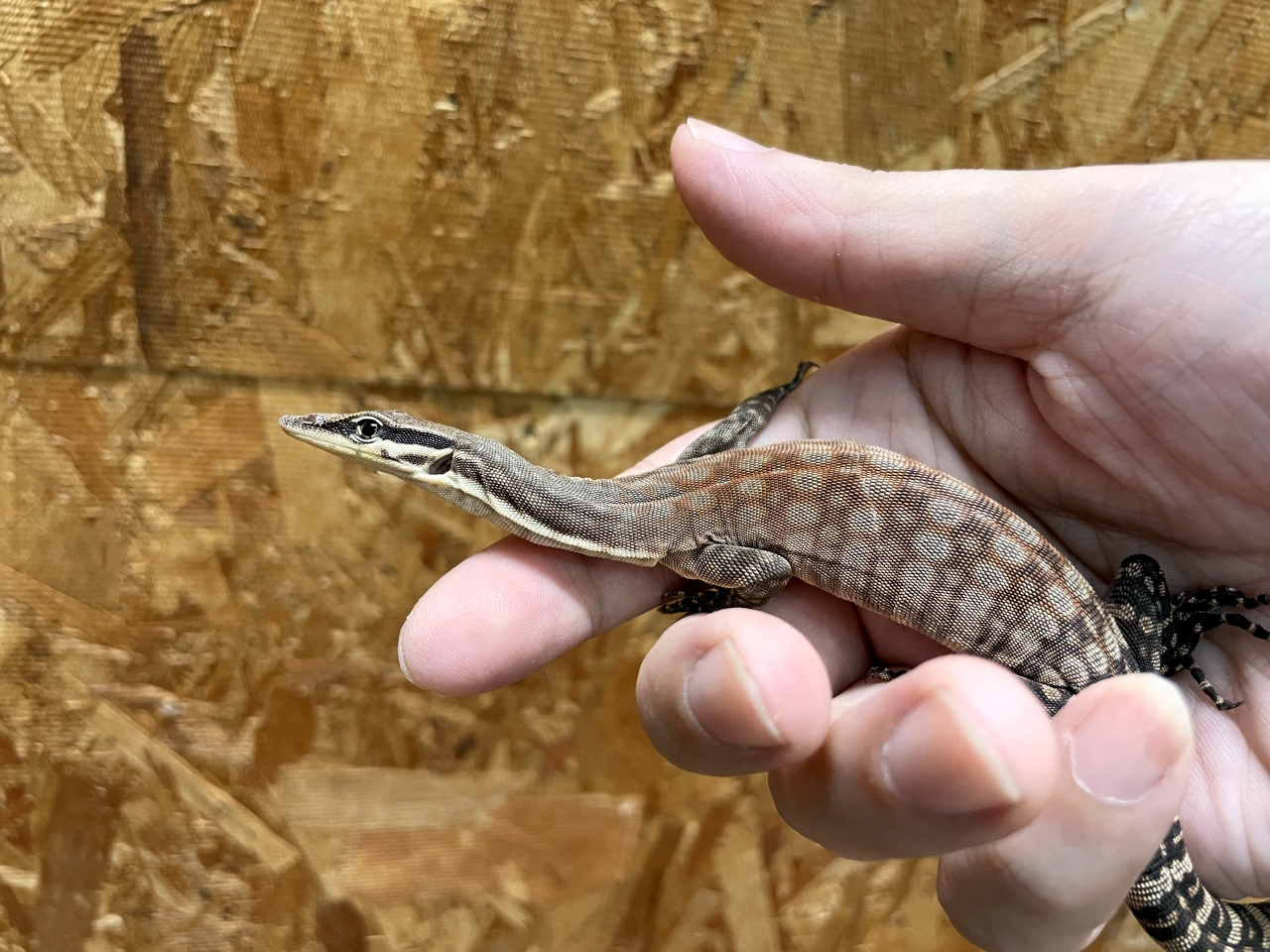 キンバリーロックモニター(1)