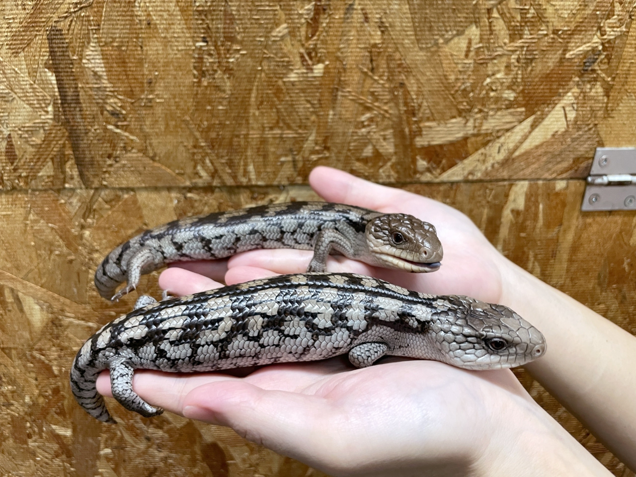 マダラアオジタトカゲ(8)