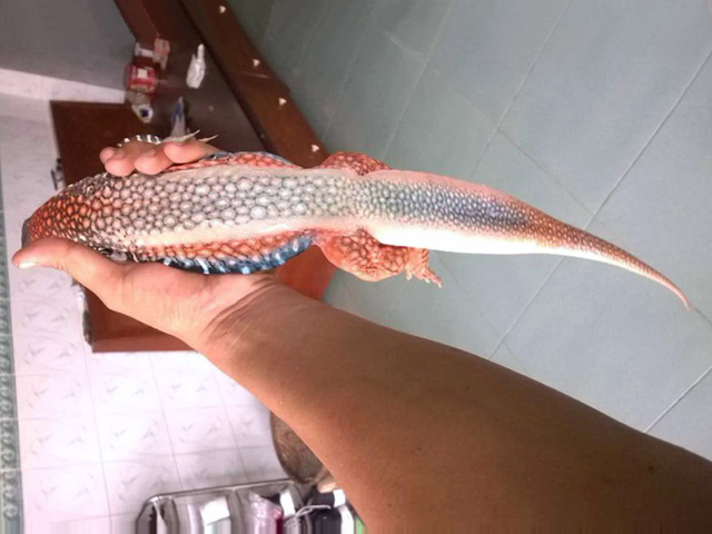 ロイヤルバタフライアガマ(8)