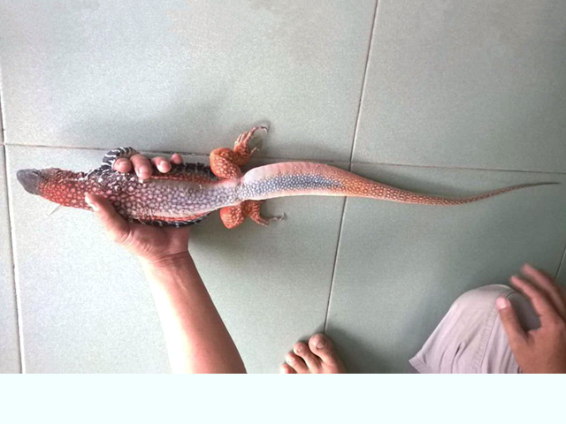 ロイヤルバタフライアガマ(9)