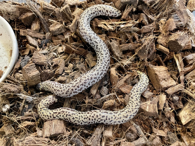 コモチミミズトカゲ