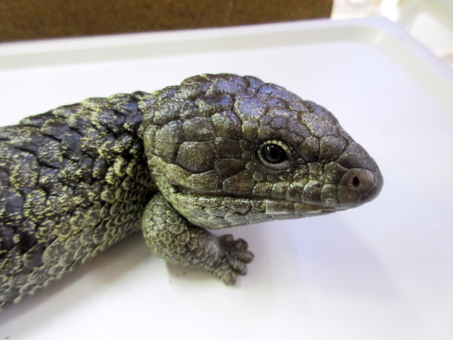 ロットネスマツカサトカゲ(7)