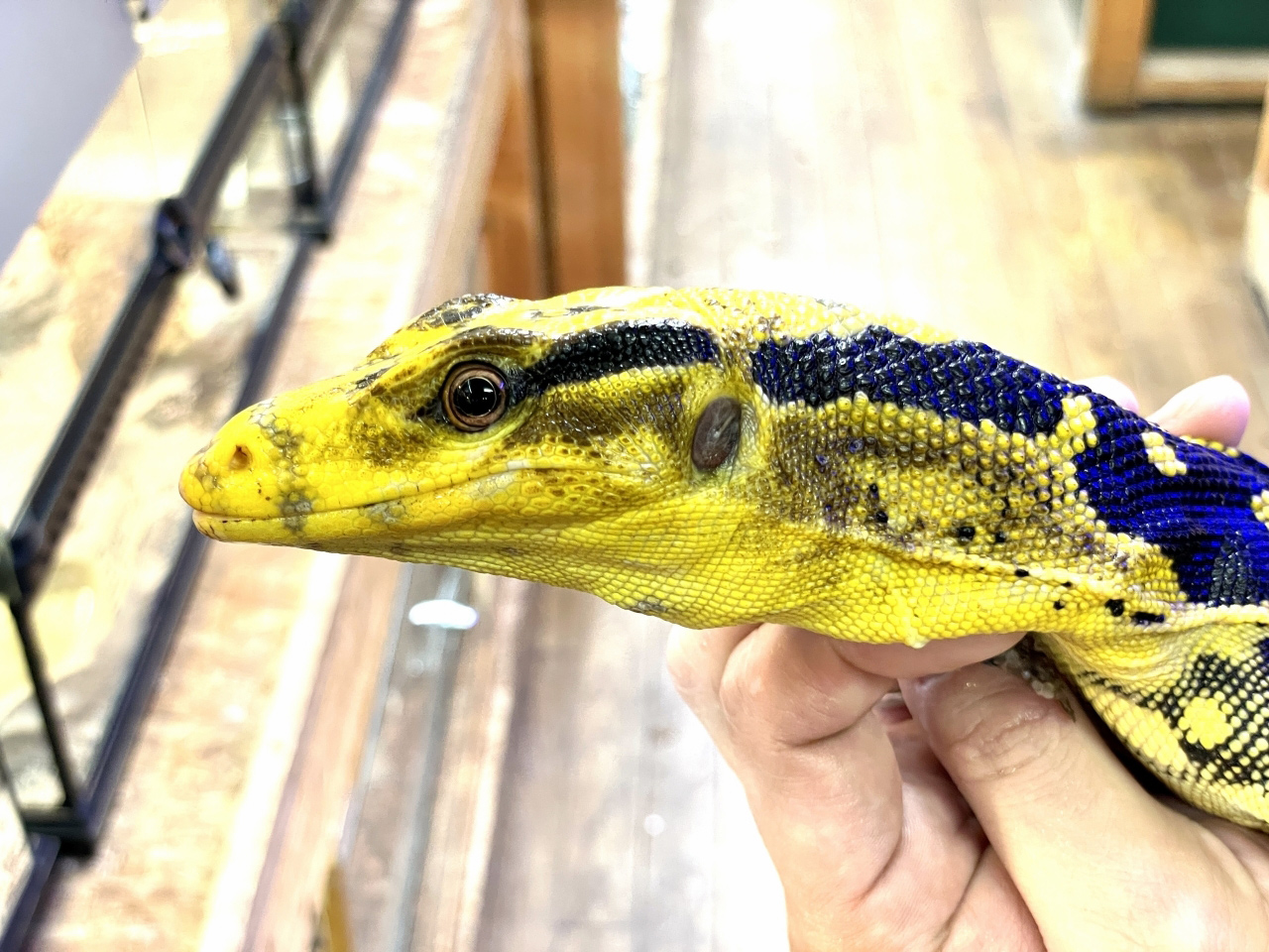 カミンギーモニター(9)