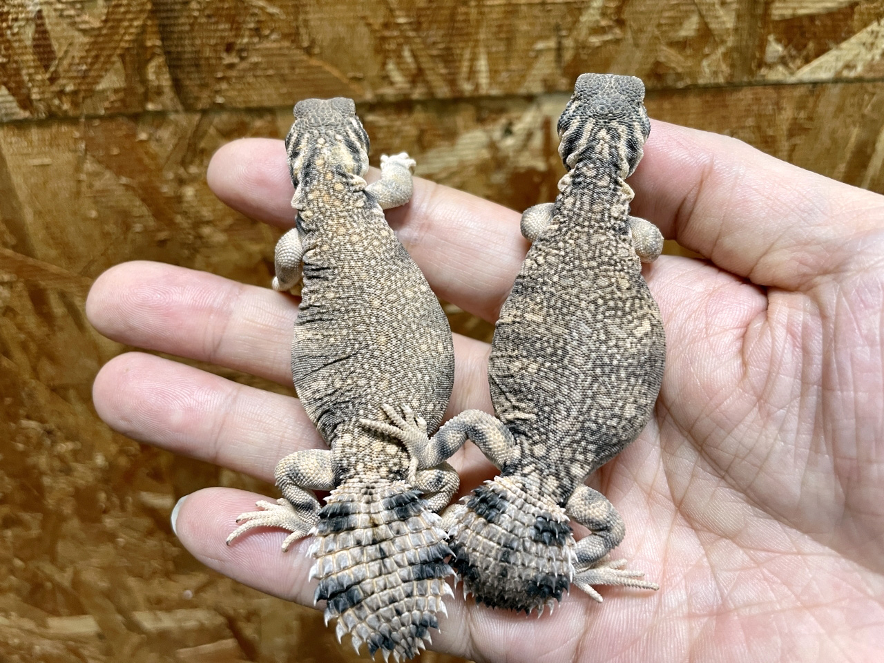 トーマストゲオアガマ(6)