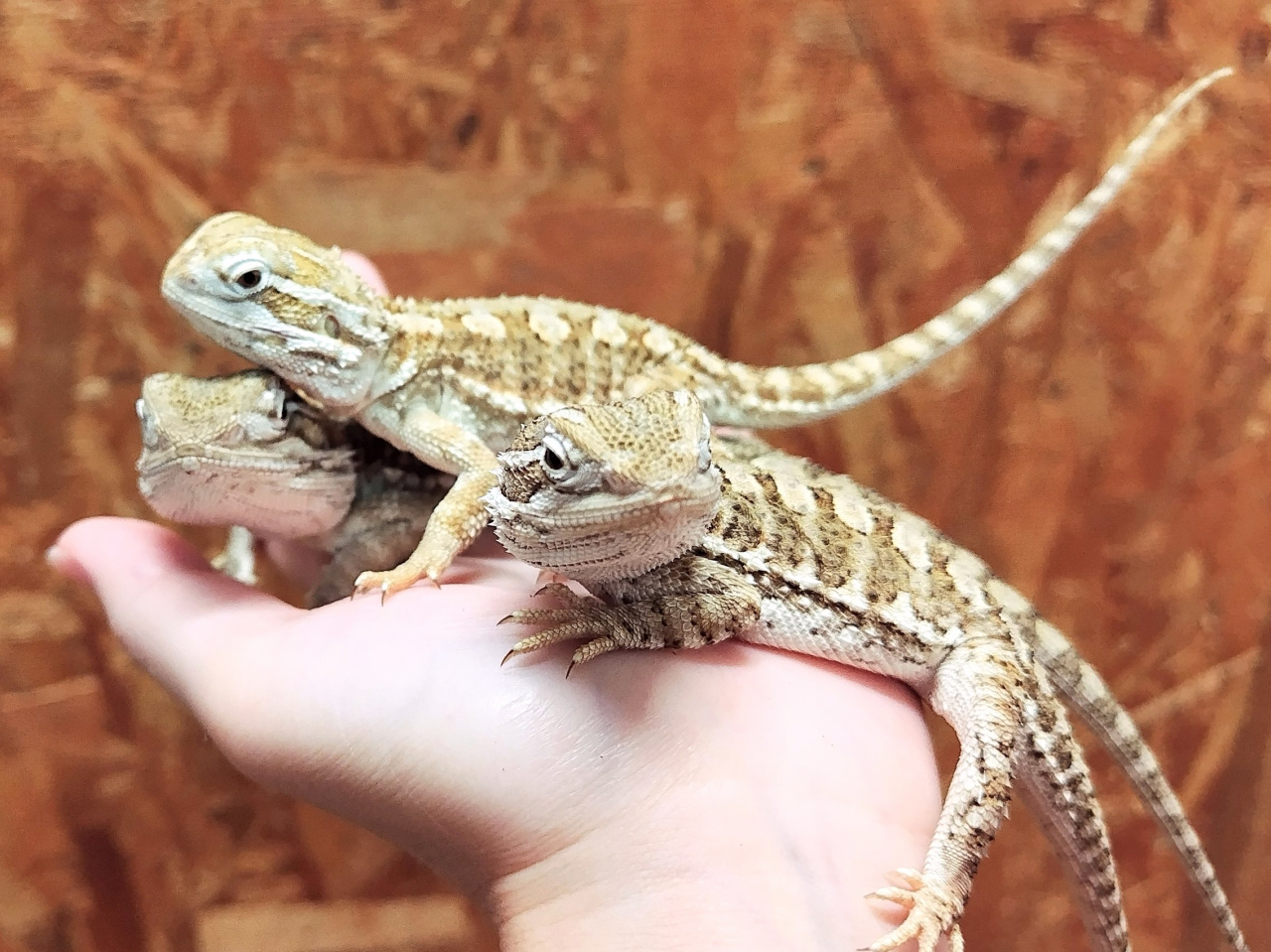 ローソンアゴヒゲトカゲ(8)