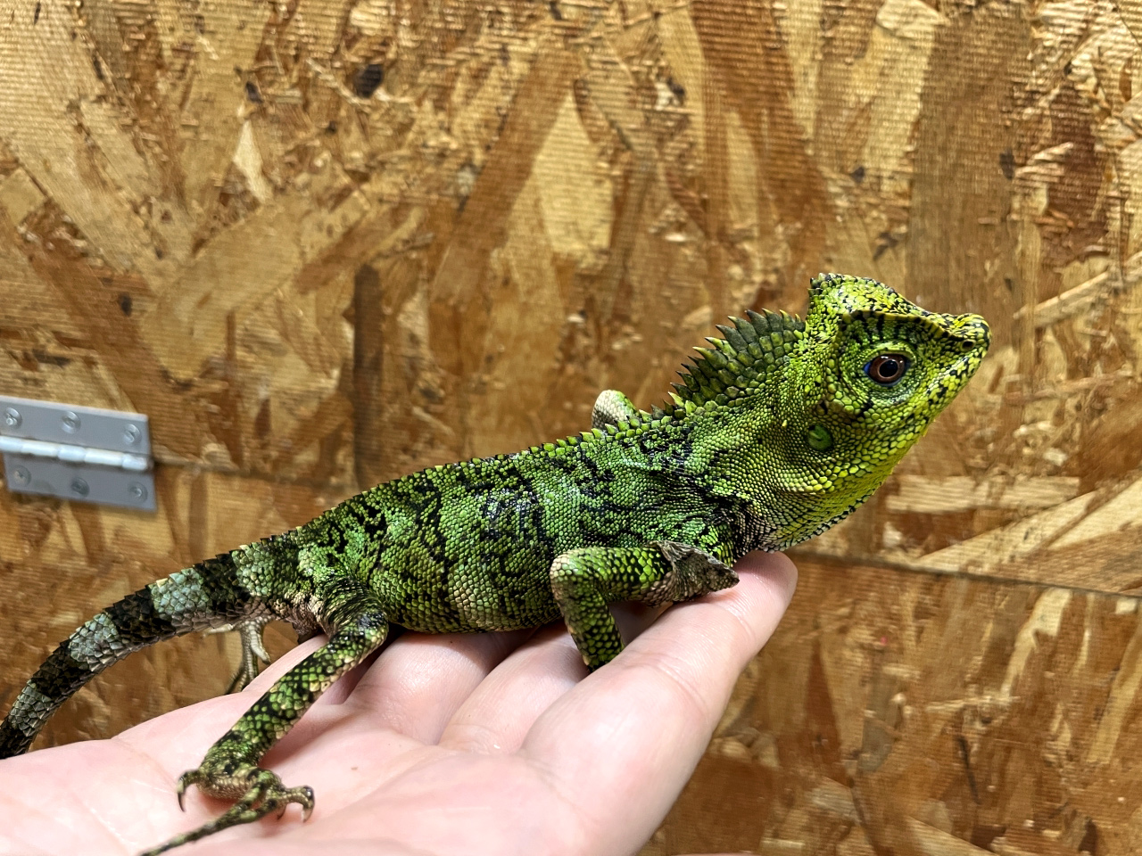 カメレオンモリドラゴン(4)