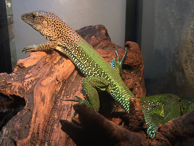 グリーンアミーバ(1)