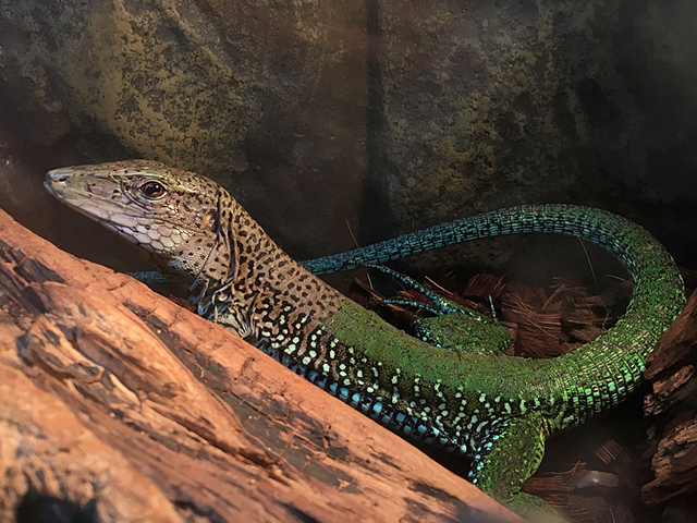 グリーンアミーバ(2)