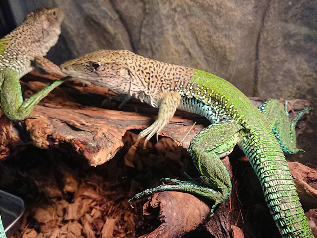 グリーンアミーバ(3)