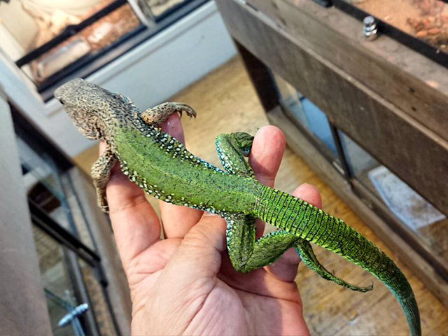 グリーンアミーバ(4)