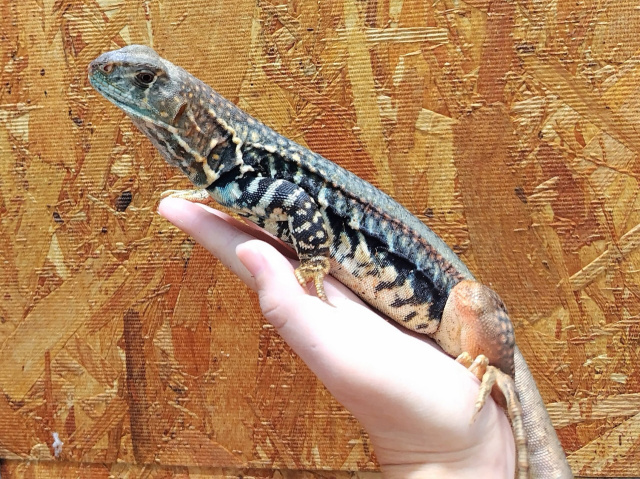 ロイヤルバタフライアガマ