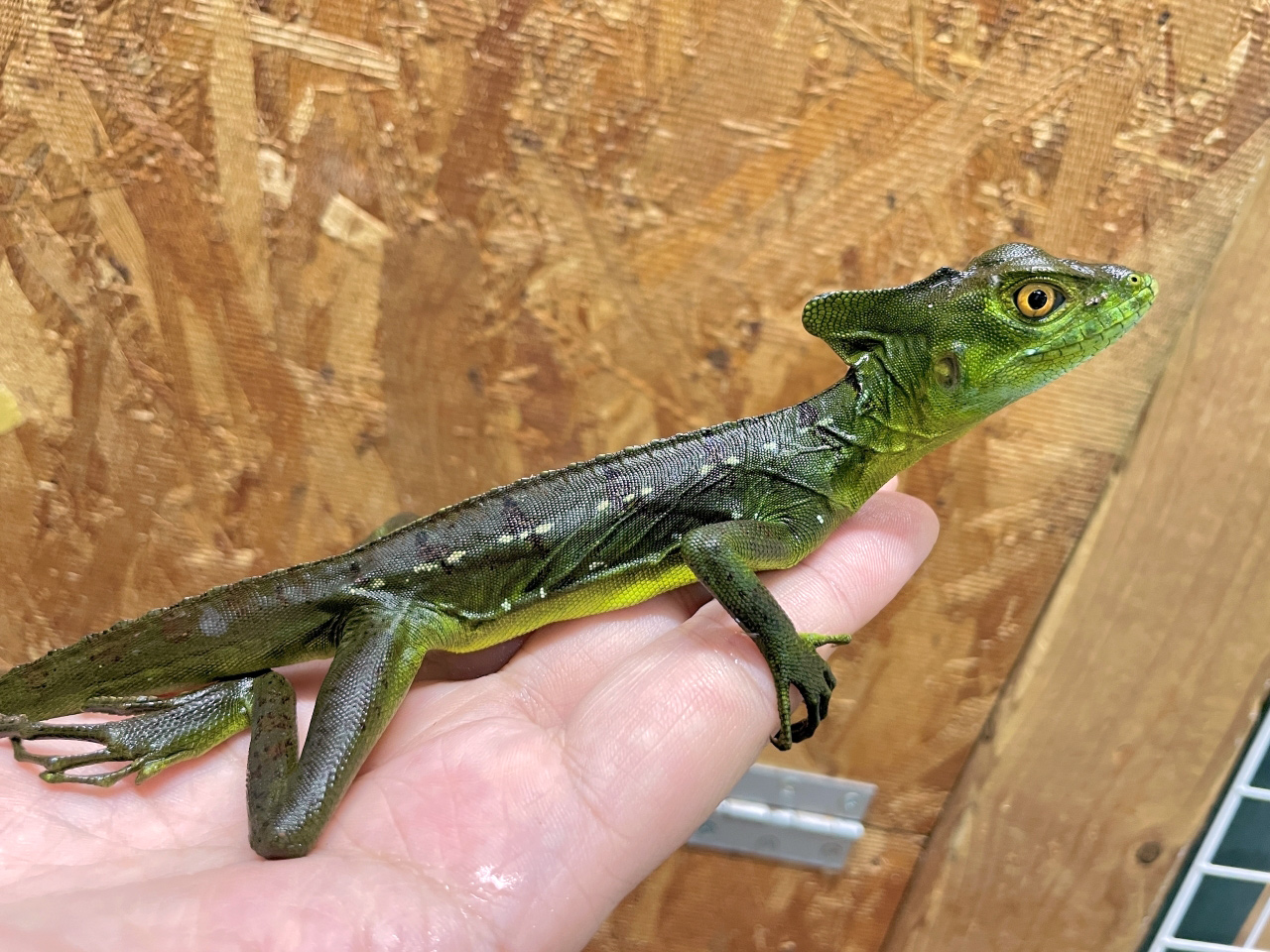 グリーンバシリスク(4)