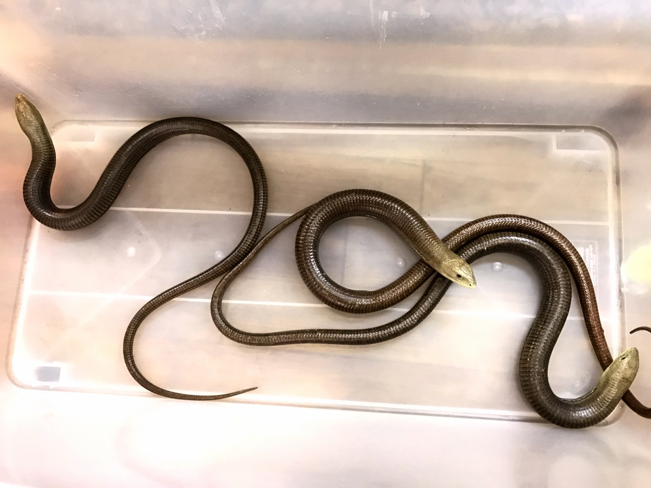 トラキアアシナシトカゲ(3)