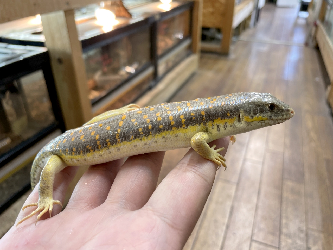 シュナイダースキンク(2)