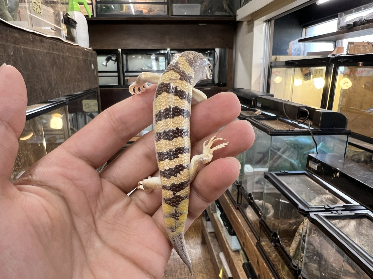 サンドフィッシュ(5)