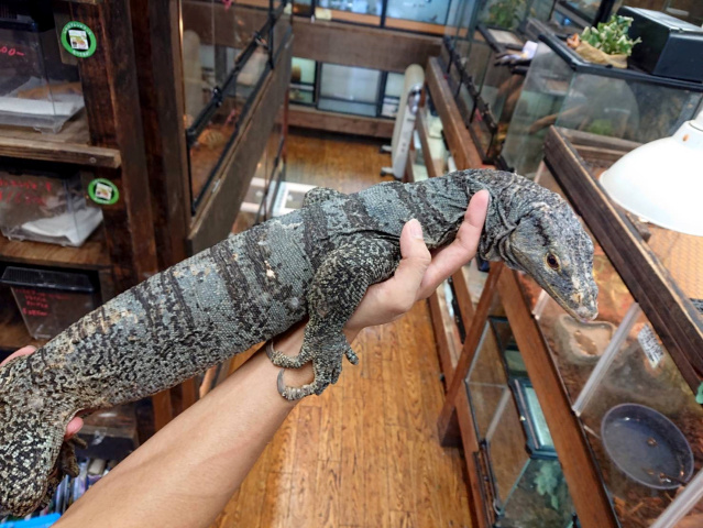 グレイモニター