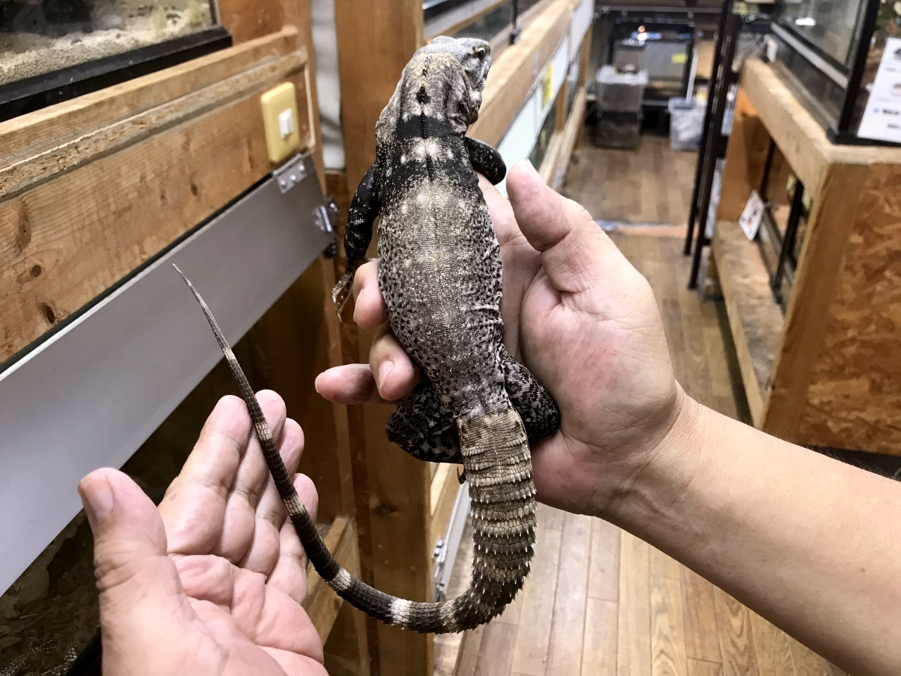 サンエステバントゲオイグアナ(2)