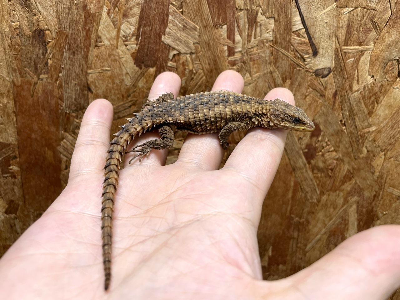 マサイヨロイトカゲ(3)