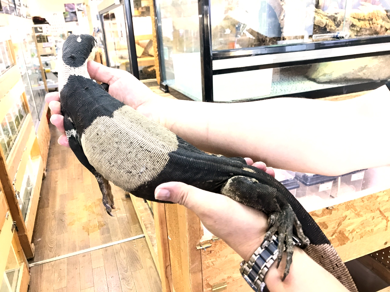 レースモニター(2)