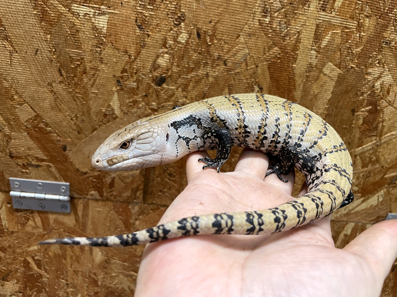 インドネシアアオジタトカゲ(8)