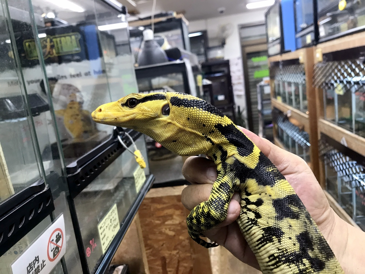 動物の惑星 188体限定 カミンギーモニター(アルビノ) フィギュア トカゲ 新！【動物の惑星】カミンギーモニター フィギュア