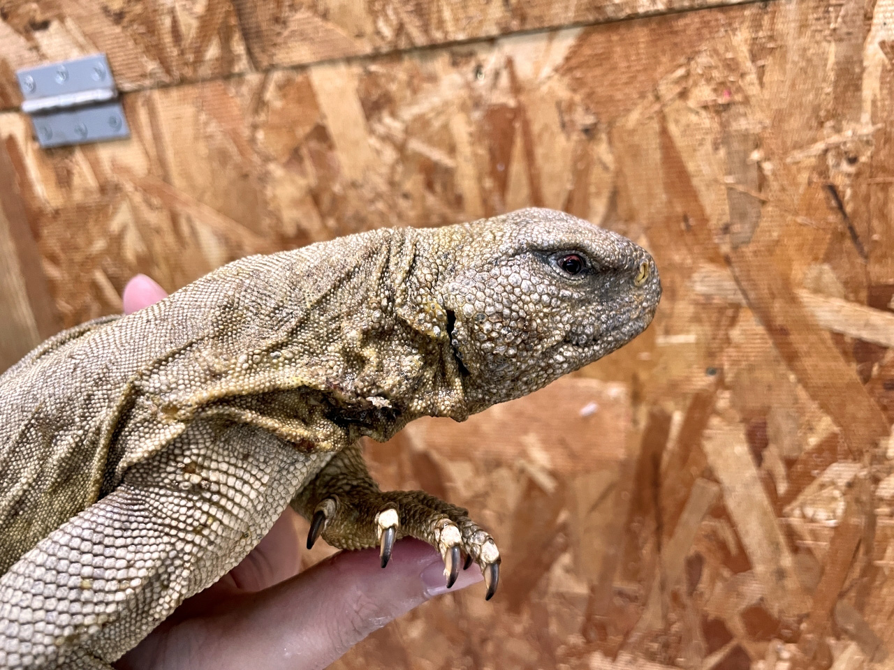 エジプトトゲオアガマ(8)