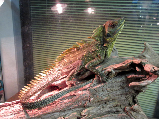 ディロフスモリドラゴン(9)