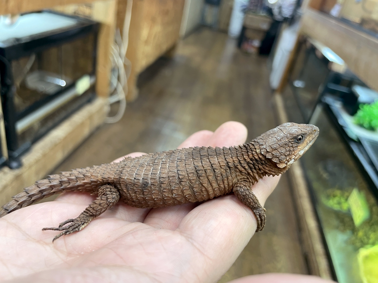 トロピクスヨロイトカゲ(2)