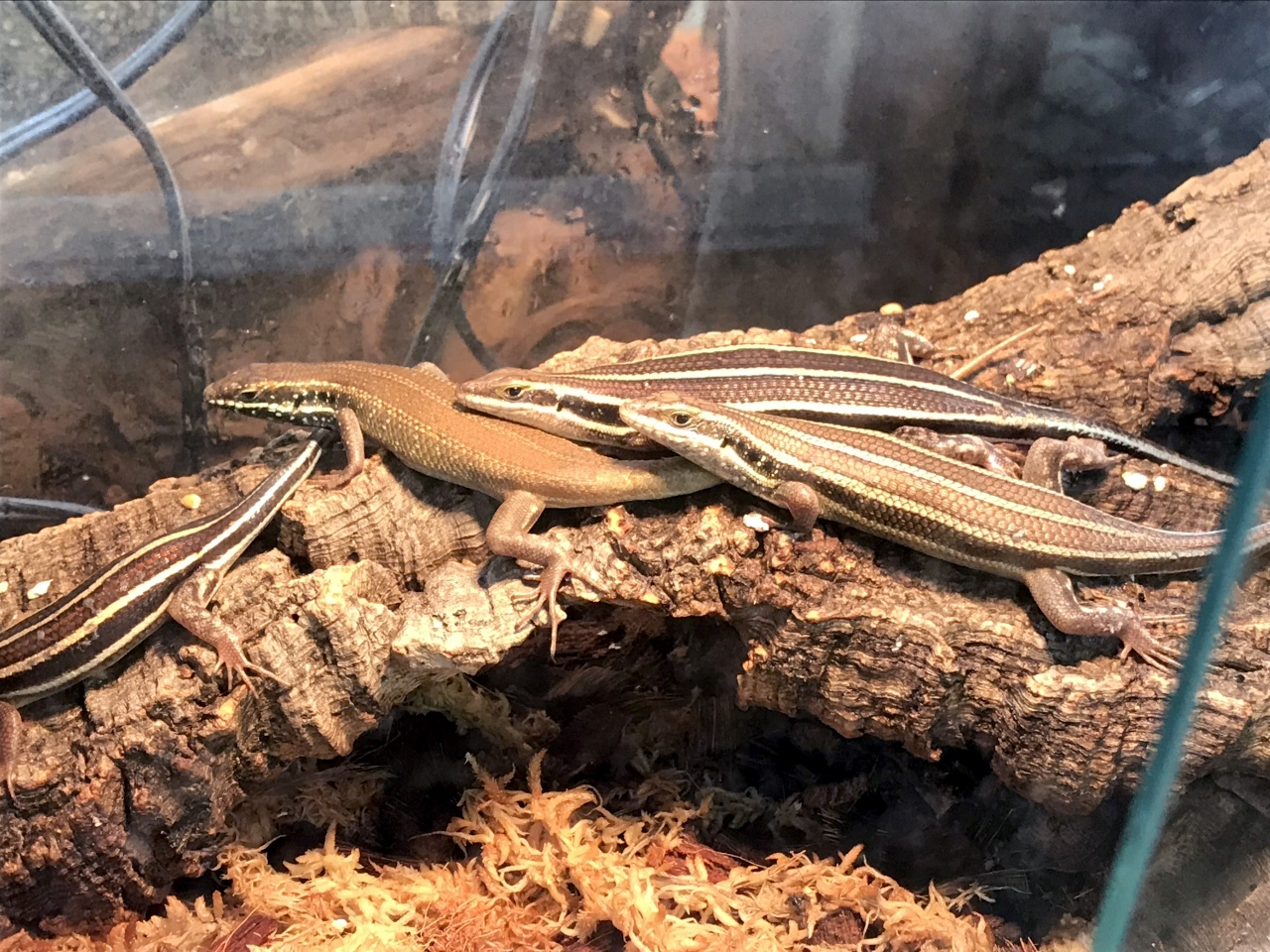 イツスジマブヤ(1)