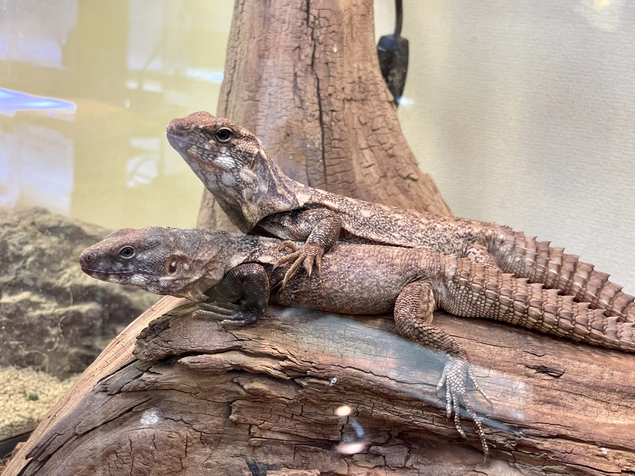 クラークトゲオイグアナ(1)