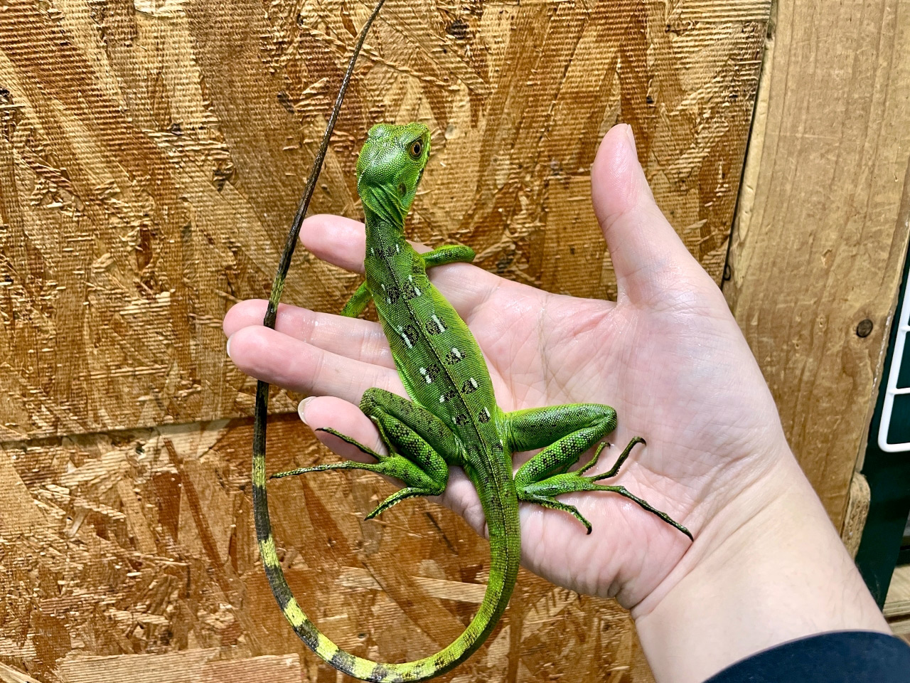 グリーンバシリスク(8)