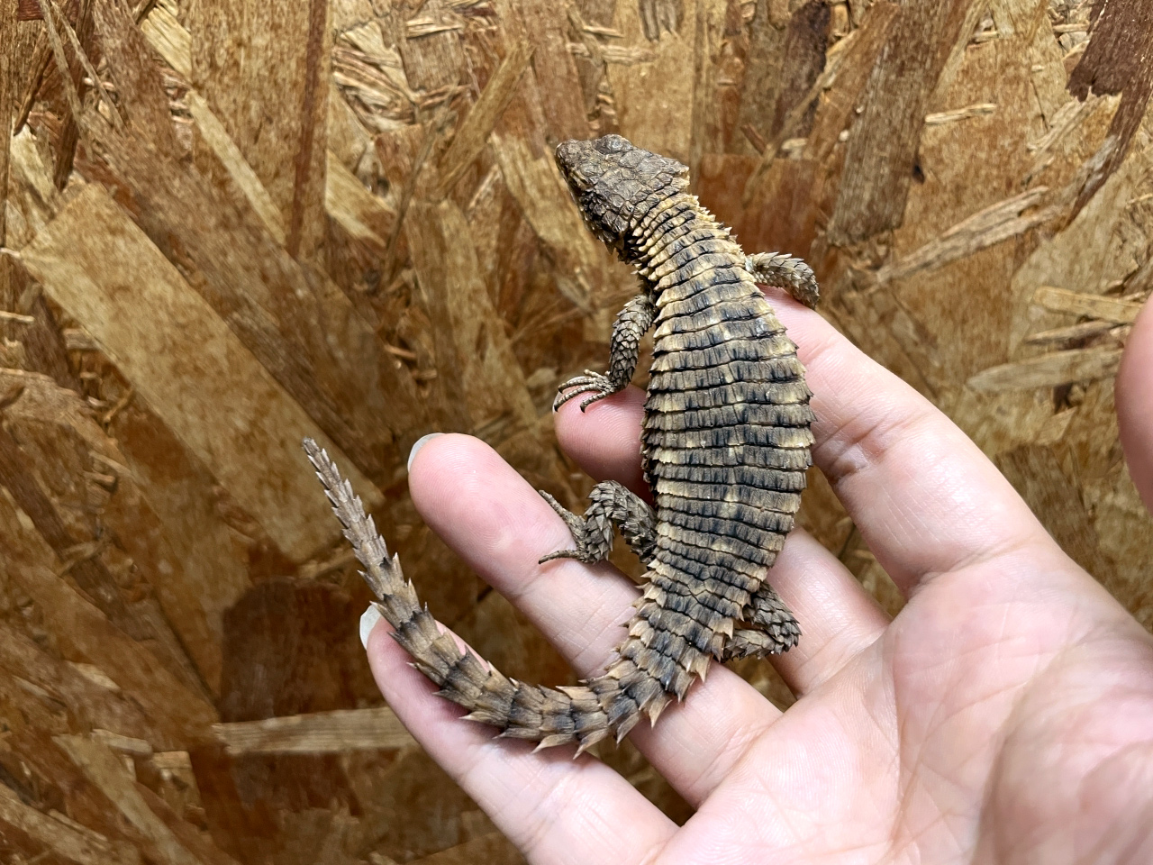 マサイヨロイトカゲ(1)