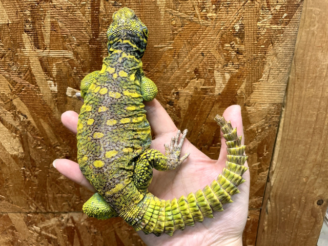 ニシキトゲオアガマ